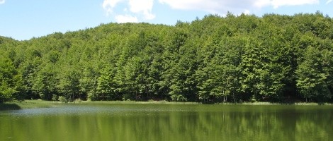 Secondo campionato mondiale di funghi: a Cerreto Laghi è già un evento. Tra gli organizzatori I Briganti di Cerreto