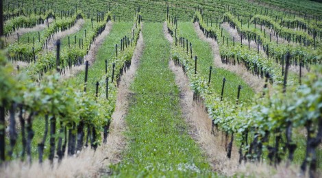 In leggero calo la produzione di uve. Buoni i primi riscontri di mercato