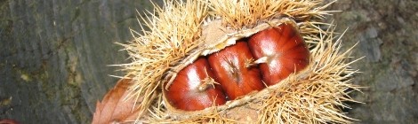 ALTIMONTI: LE CASTAGNE DI CIVAGO NELLE COOP DI REGGIO EMILIA