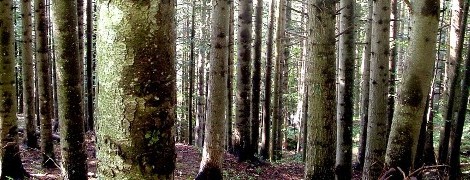 CON INCIA IN VAL DOLO NEI BOSCHI DEL DUCA