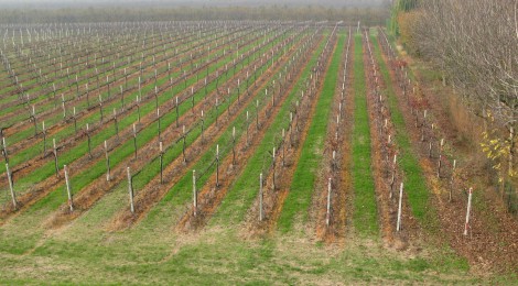 LA COOPERAZIONE AGROALIMENTARE IN EMILIA-ROMAGNA.  LE RADICI DELL’INNOVAZIONE