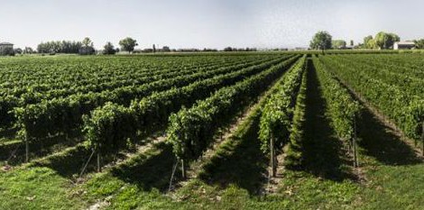 CANTINE RIUNITE & CIV SI CONFERMA LEADER DEL SETTORE VITIVINICOLO