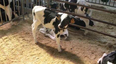 L’ASSEMBLEA DEL SETTORE AGROALIMENTARE DI LEGACOOP EMILIA OVEST E’ INTERVENUTA L’ASSESSORE REGIONALE CASELLI