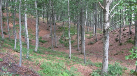 FORTI PREOCCUPAZIONI DELLA ALLEANZA DELLE COOPERATIVE DI REGGIO EMILIA PER IL DECRETO LEGISLATIVO SULLA FORESTAZIONE